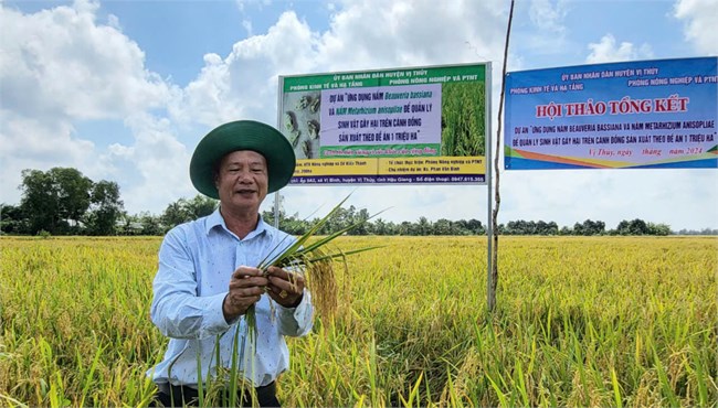 Hậu Giang: Ứng dụng nấm trắng, nấm xanh phòng trừ sinh vật gây hại trên lúa (26/10/2024)